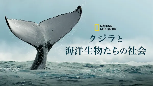 thumbnail - クジラと海洋生物たちの社会