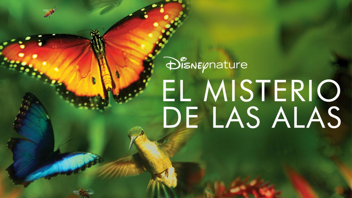Las Alas De La Mariposa Película Completa