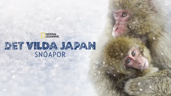 thumbnail - Det vilda Japan: Snöapor