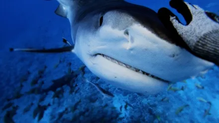 World's Biggest Tiger Shark?