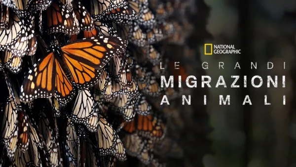 thumbnail - Le grandi migrazioni animali