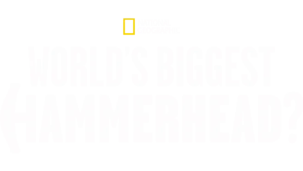 World's Biggest Hammerhead?