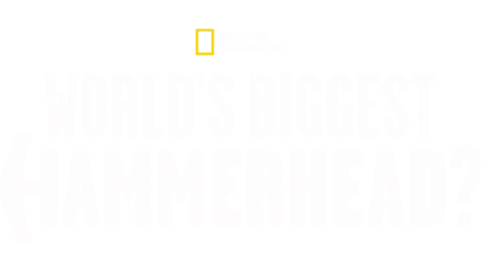 Der größte Hammerhai der Welt?