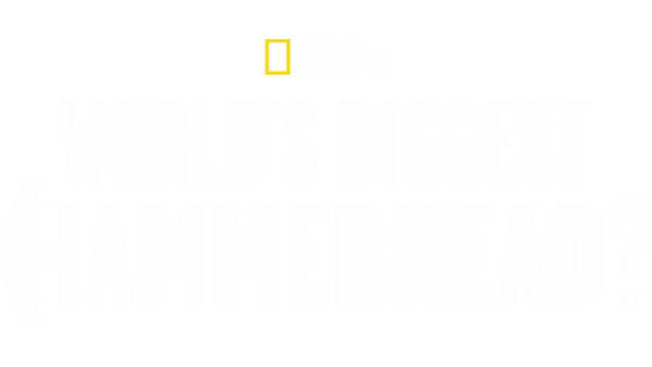 Der größte Hammerhai der Welt?