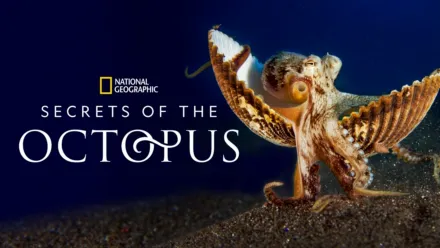 thumbnail - Secrets of the Octopus
