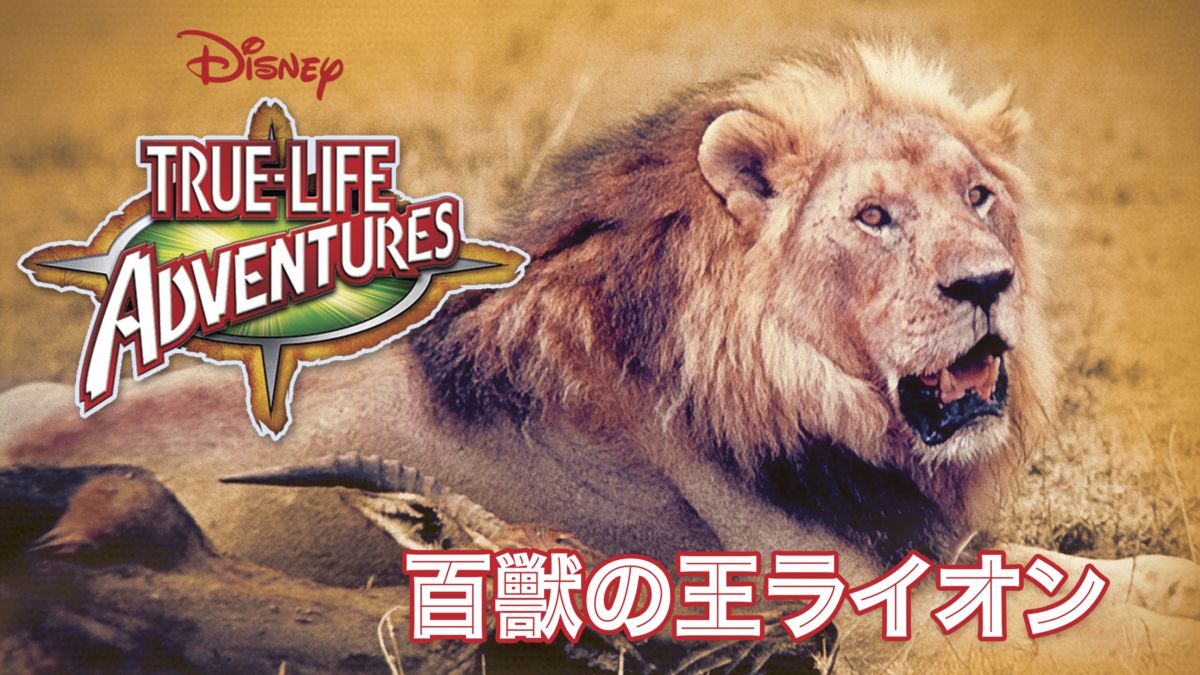 百獣の王ライオンを視聴 全編 Disney ディズニープラス