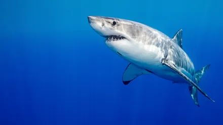 Ballenas vs tiburones: Sin límites