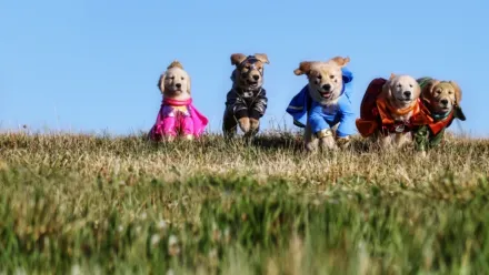 Les Copains super-héros