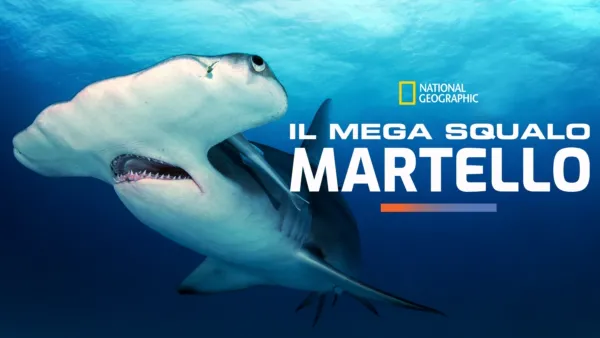 thumbnail - Il mega squalo martello