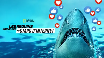 thumbnail - Les requins : nouvelles stars d'Internet