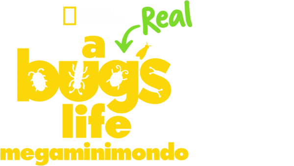 A Real Bug's Life - Megaminimondo