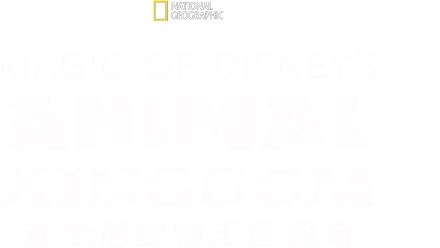 迪士尼動物王國探奇
