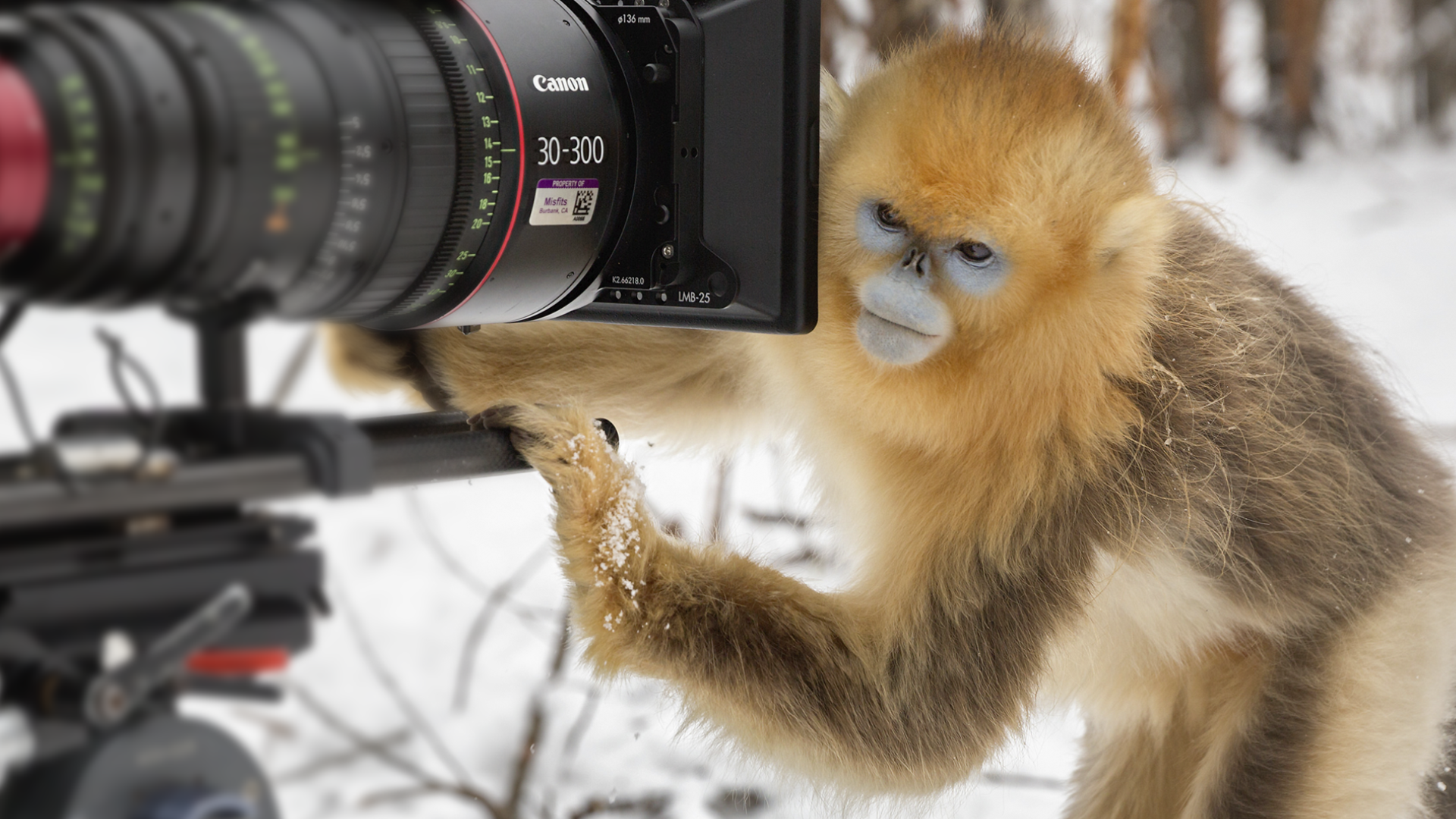 Nés en Chine : Histoires d’un tournage