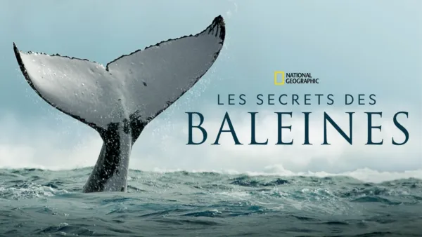 thumbnail - Les secrets des baleines