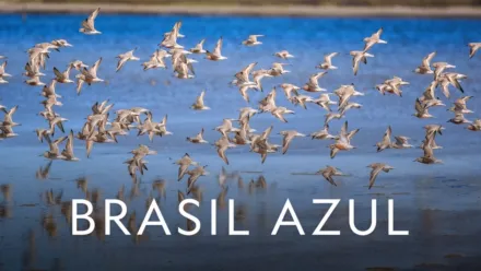 thumbnail - Brasil Azul