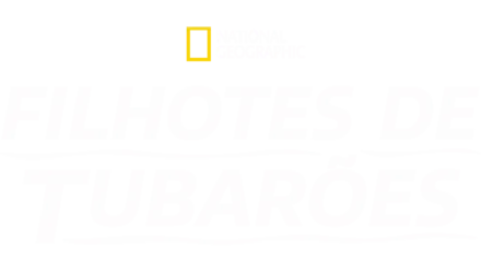 Filhotes de Tubarões