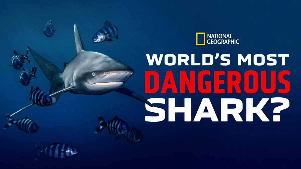 Watch World's Most Dangerous Shark? | Disney+ Watch World's Most Dangerous Shark? | Disney+