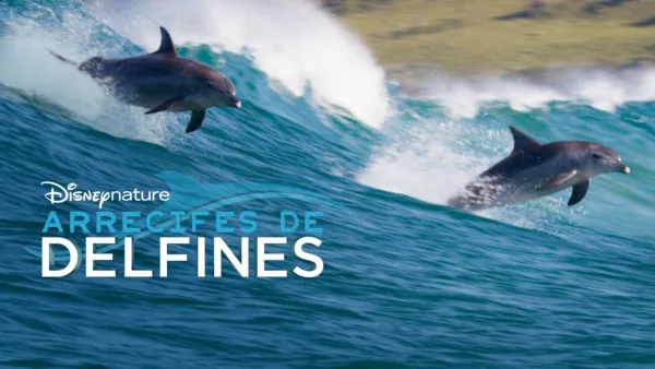 thumbnail - Arrecifes De Delfines