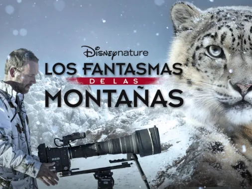 Los Fantasmas De Montana, Shows