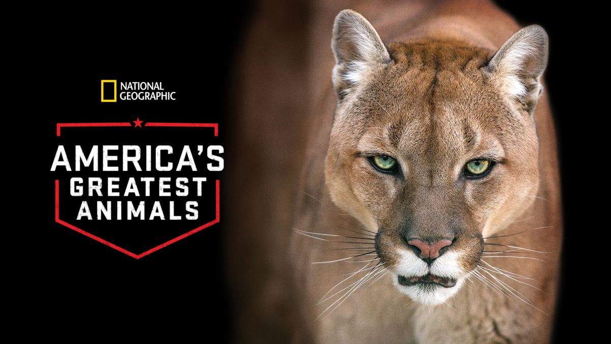 Better animals. Энималс (2012) Постер. Журнал Nat geo Wild 2012. Pumas at the end of the World. Энималс 2012 торрент.