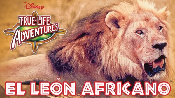 thumbnail - El león africano