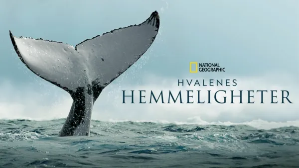 thumbnail - Hvalenes hemmeligheter