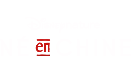 Disneynature : Né en Chine