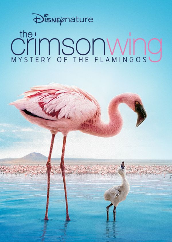 Disneynature Crimson Wing on Disney+ UK
