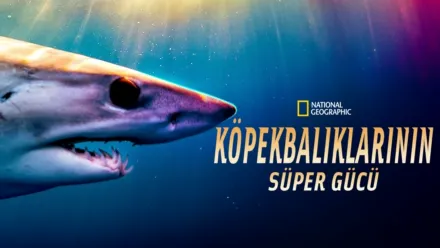 thumbnail - Köpekbalıklarının Süper Gücü