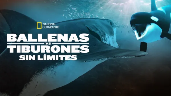 thumbnail - Ballenas vs tiburones