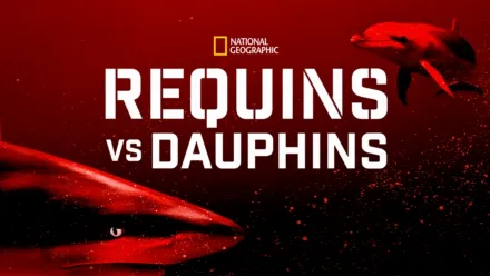 thumbnail - Requins vs Dauphins