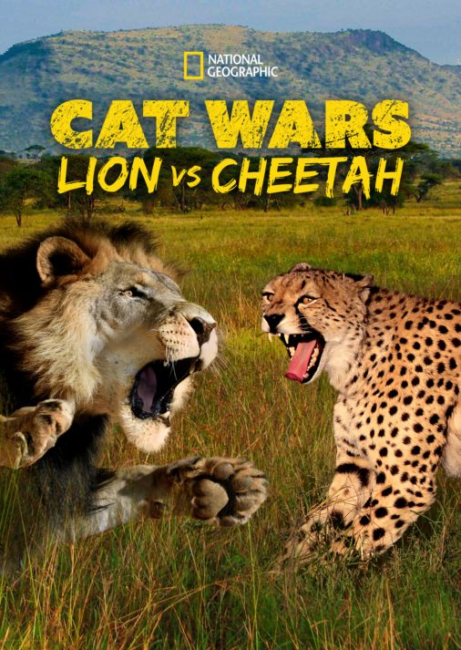 cheetah vs lion fight