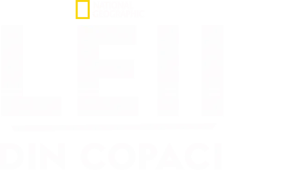 Leii din copaci