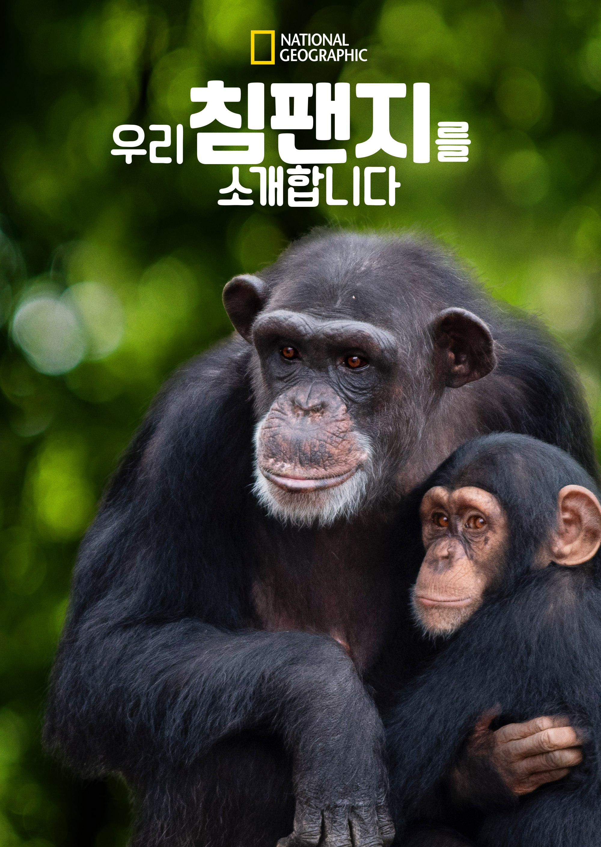 우리 침팬지를 소개합니다