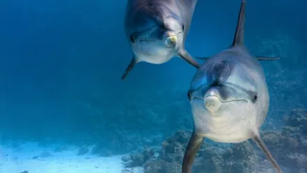 海豚樂游的珊瑚礁