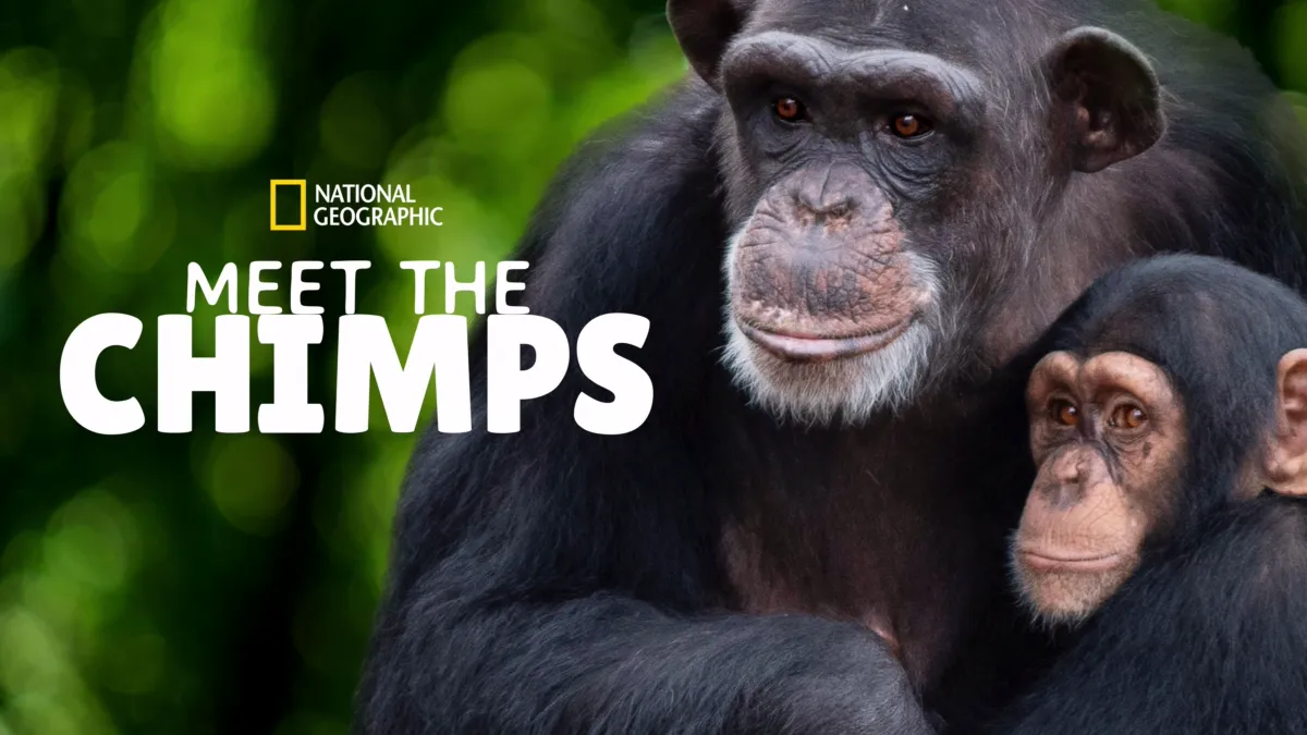 Watch Meet The Chimps Disney+