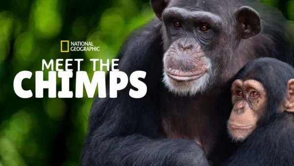 thumbnail - Meet the Chimps