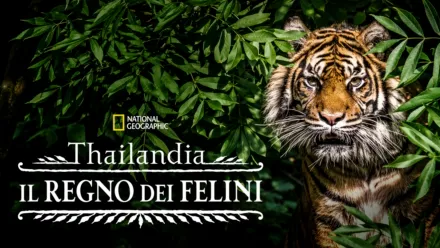 thumbnail - Thailandia: Il Regno Dei Felini