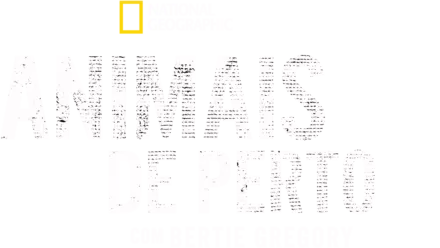 Animais de Perto com Bertie Gregory