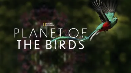 thumbnail - Planet of the Birds