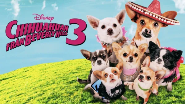 thumbnail - Chihuahuan från Beverly Hills 3