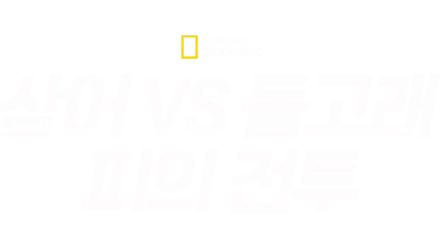 상어 vs 돌고래: 피의 전투