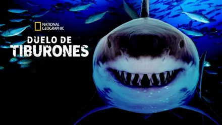 thumbnail - Duelo de tiburones