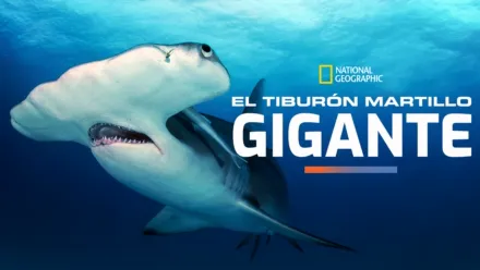 thumbnail - El tiburón martillo gigante