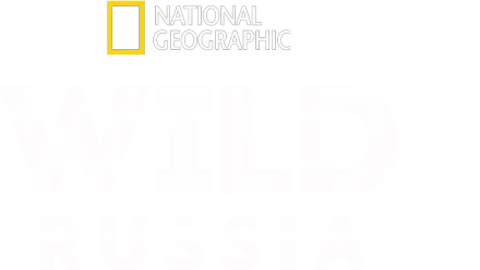 Wild Russia