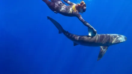 Die Tigerhaie von Maui