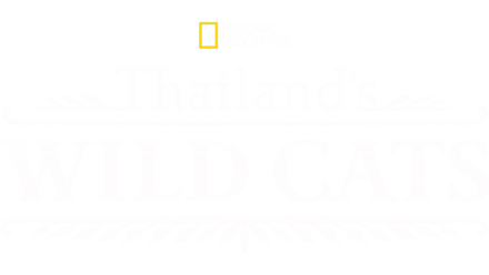 Thailand's Wild Cats