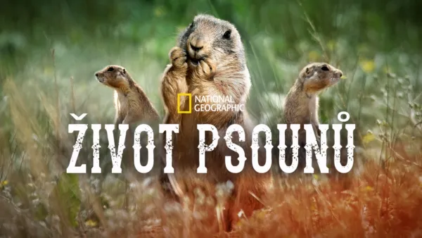 thumbnail - Život psounů