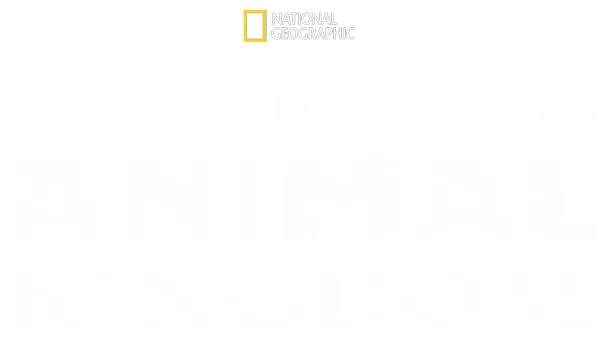 Au Cœur de Disney's Animal Kingdom