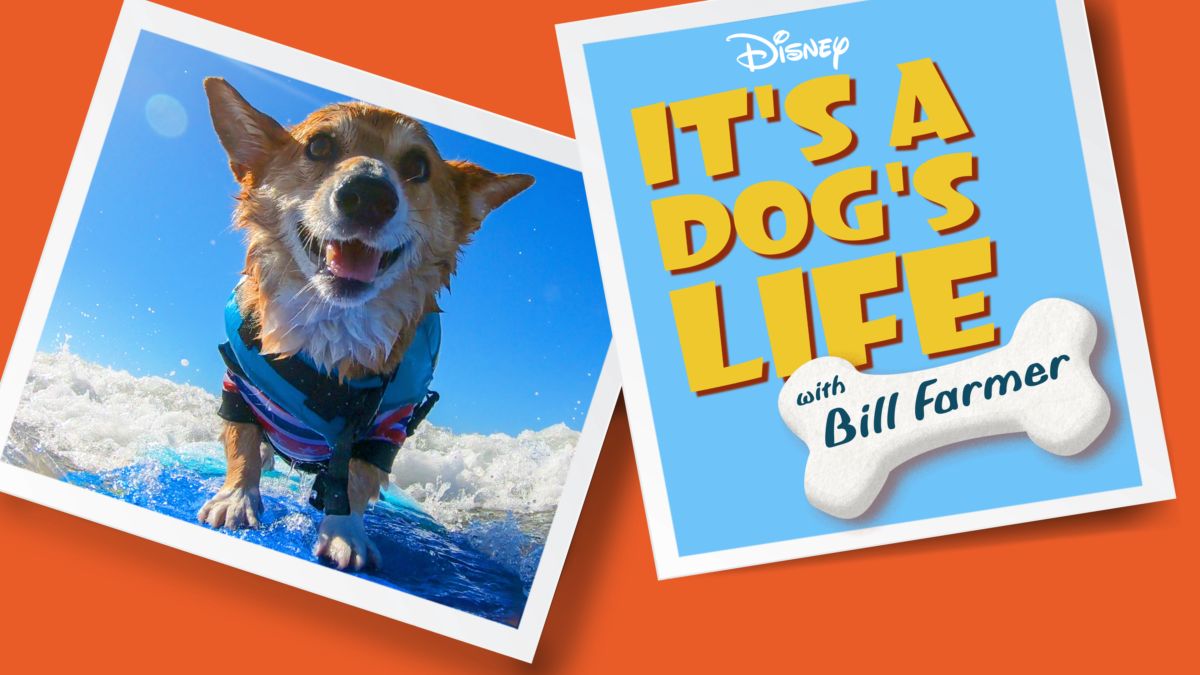 28 Top Images Disney Plus Dog Film / Best Dog Movies On Disney Plus For International Dog Day Radio Times